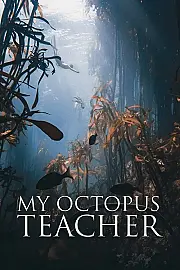 Ahtapottan Öğrendiklerim izle